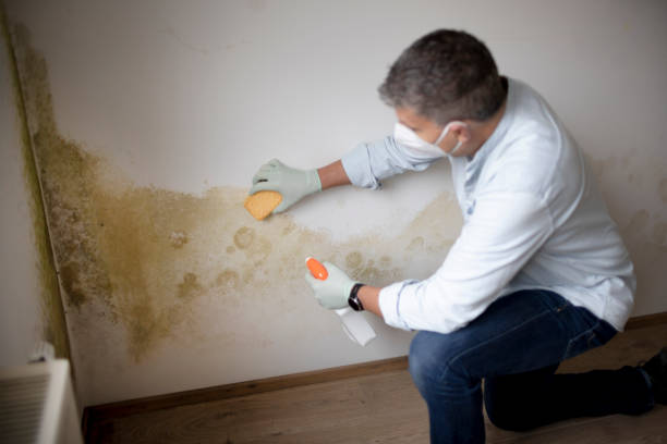 Best Mold Remediation for Healthcare Facilities  in Cherryland, CA