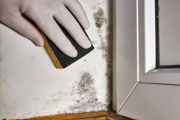 Best Black Mold Removal  in Cherryland, CA