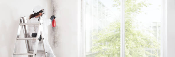 Best Commercial Mold Inspection  in Cherryland, CA
